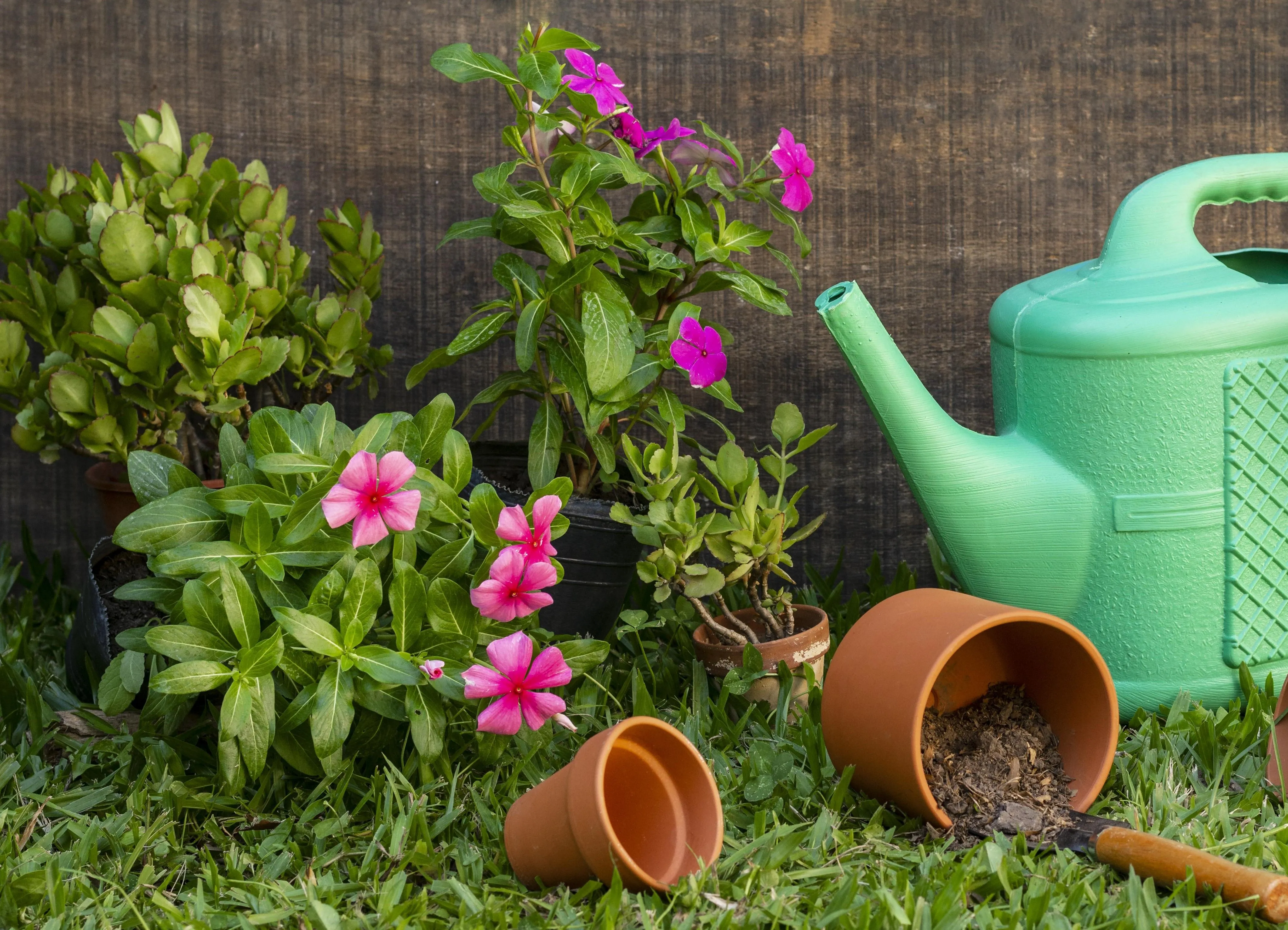 Cum Amenajezi o Grădină Ușor de Întreținut: 4 Soluții Practice